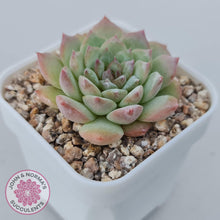 Load image into Gallery viewer, Echeveria &#39;Pink Diamond&#39; - John &amp; Norma&#39;s Succulents Australia
