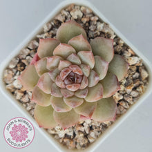 Load image into Gallery viewer, Echeveria &#39;Pink Diamond&#39; - John &amp; Norma&#39;s Succulents Australia
