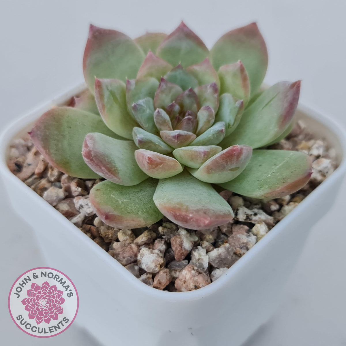 Echeveria 'Pink Diamond'