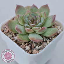 Load image into Gallery viewer, Echeveria &#39;Pink Diamond&#39; - John &amp; Norma&#39;s Succulents Australia
