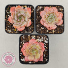 Echeveria 'Pink Glass'