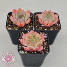 Echeveria 'Pink Glass'