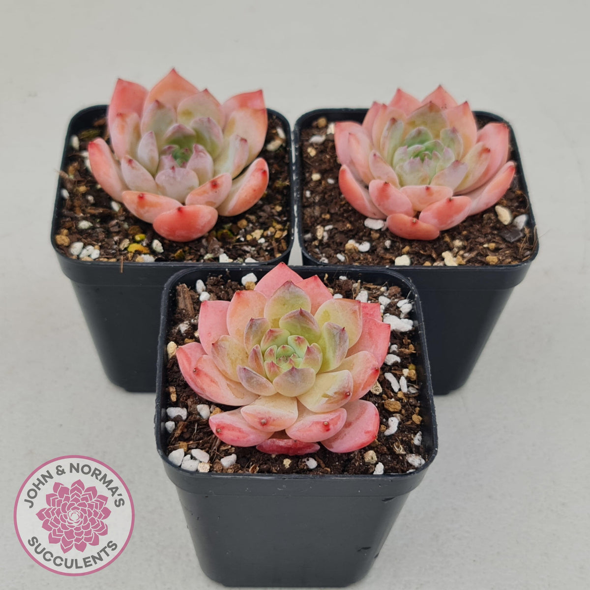 Echeveria 'Pink Glass'