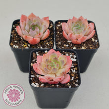 Load image into Gallery viewer, Echeveria Pink Glass - John &amp; Norma&#39;s Succulents
