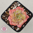 Echeveria 'Pink Glass'