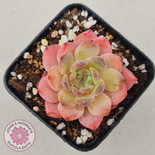 Load image into Gallery viewer, Echeveria Pink Glass - John &amp; Norma&#39;s Succulents
