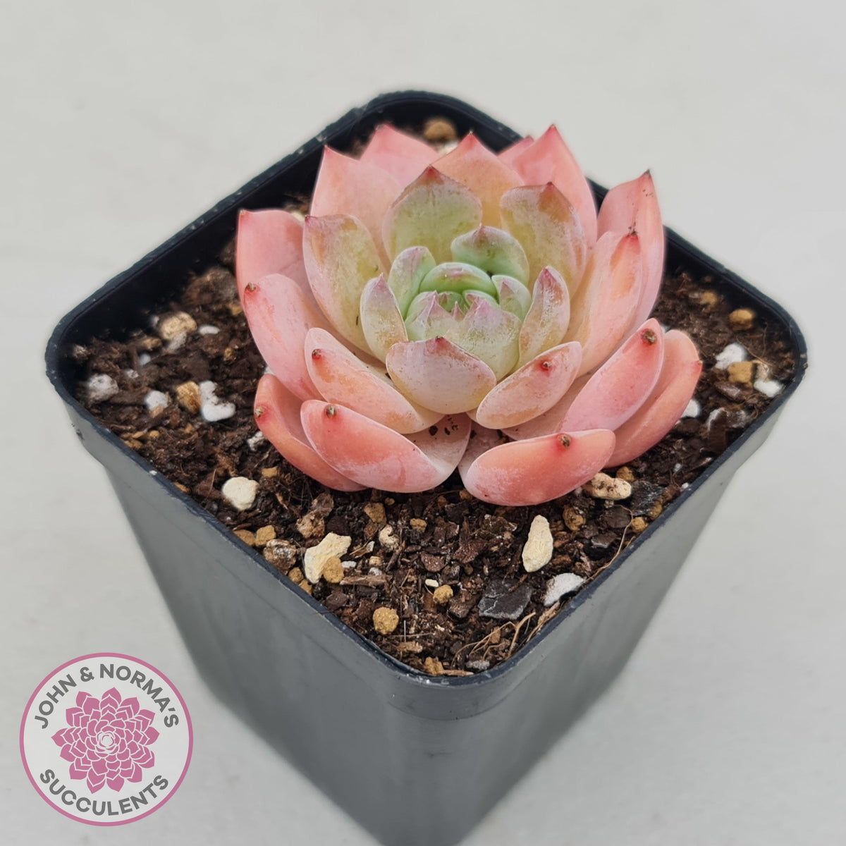 Echeveria 'Pink Glass'