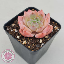 Load image into Gallery viewer, Echeveria Pink Glass - John &amp; Norma&#39;s Succulents
