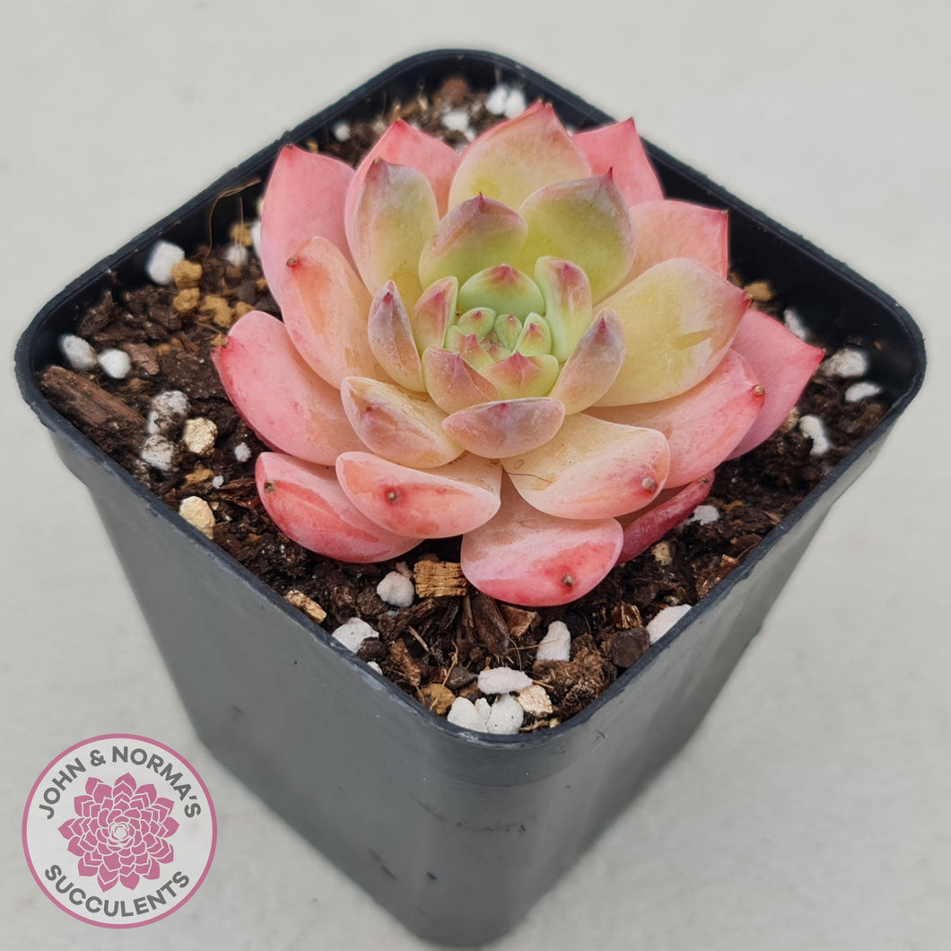 Echeveria Pink Glass - John & Norma's Succulents