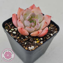 Load image into Gallery viewer, Echeveria Pink Glass - John &amp; Norma&#39;s Succulents
