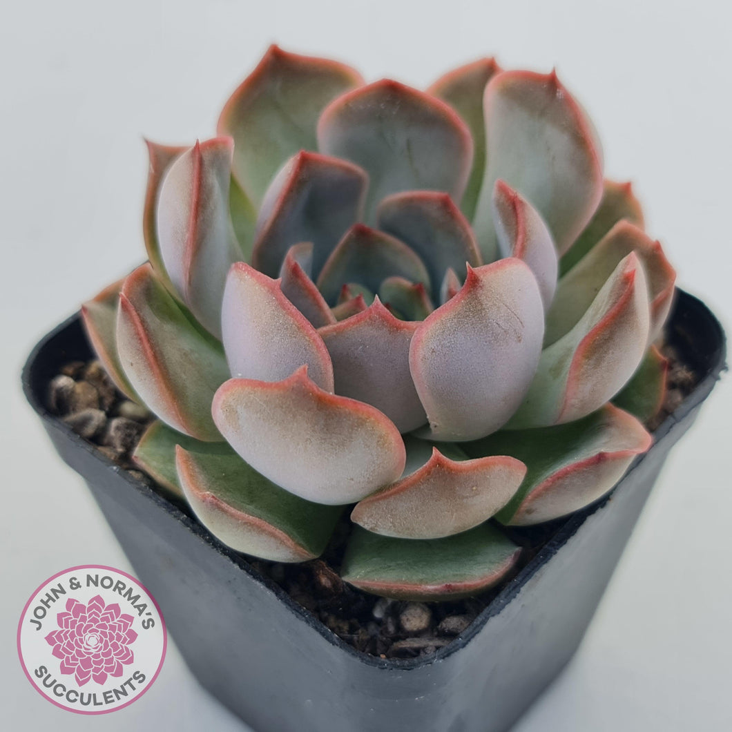 Echeveria Pink Lady - John & Norma's Succulents Australia