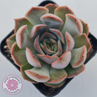 Echeveria 'Pink Lady'