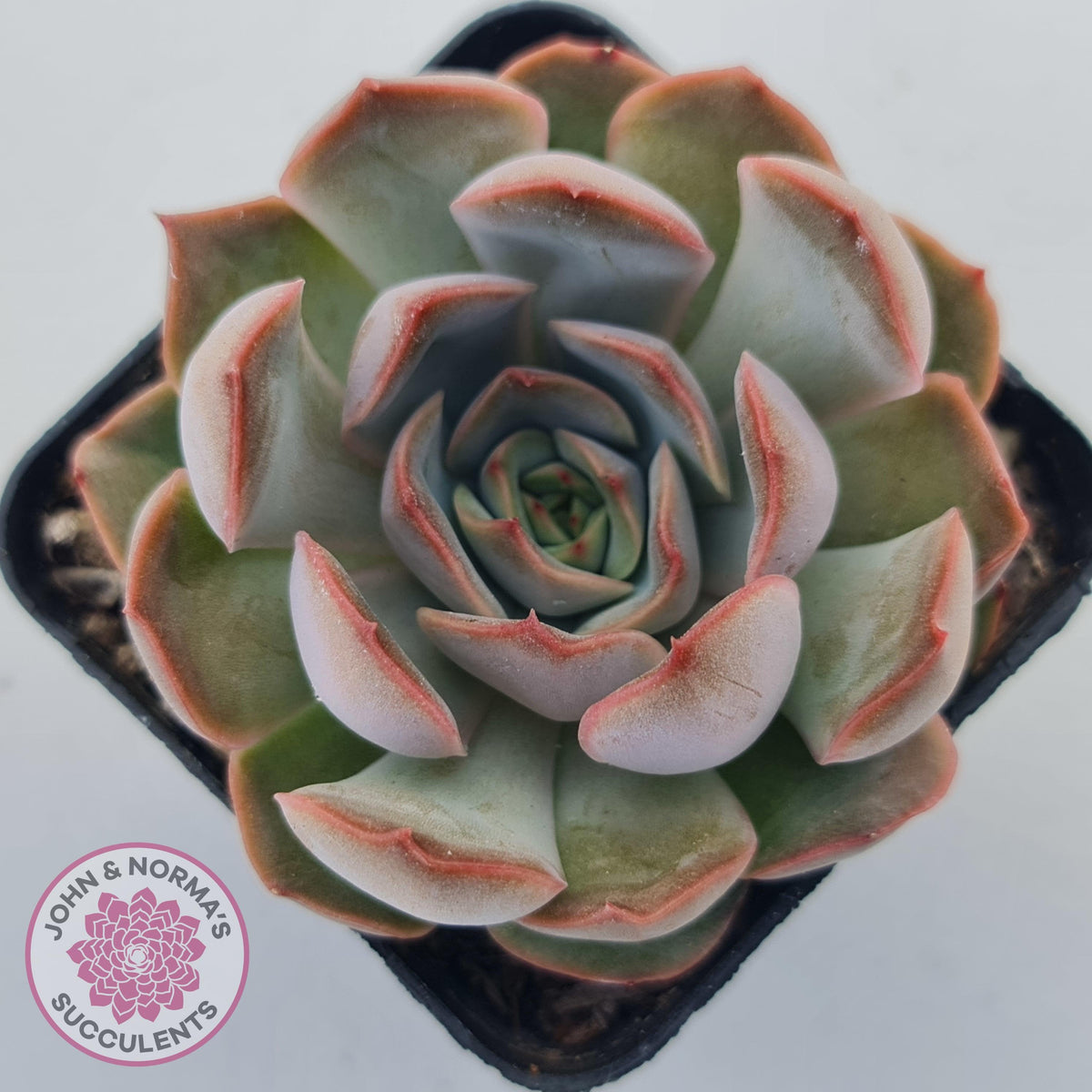 Echeveria 'Pink Lady'