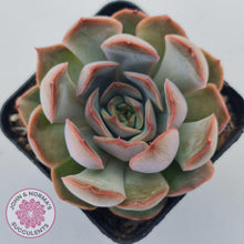 Load image into Gallery viewer, Echeveria Pink Lady - John &amp; Norma&#39;s Succulents Australia
