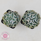 Echeveria Pinwheel Revolution