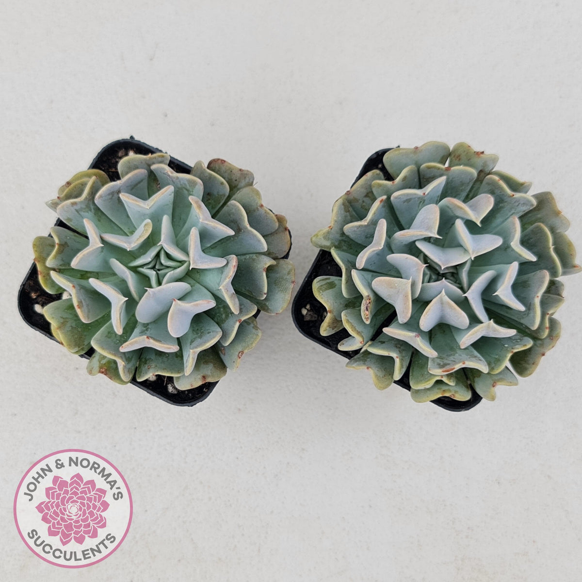Echeveria Pinwheel Revolution
