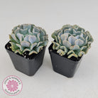 Echeveria Pinwheel Revolution