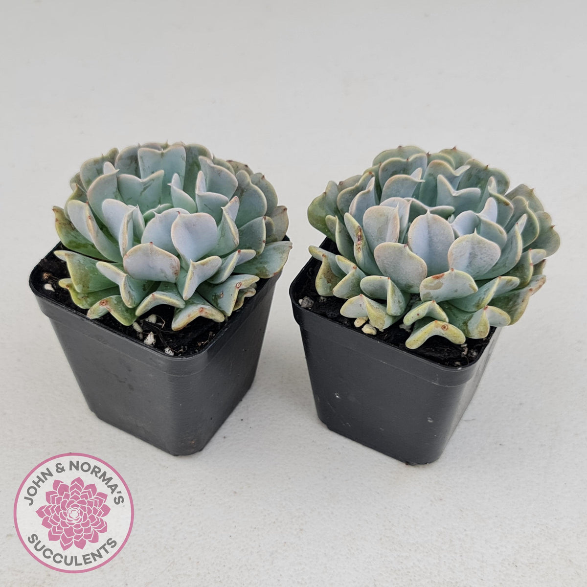 Echeveria Pinwheel Revolution