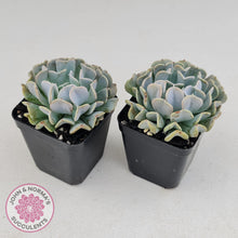 Load image into Gallery viewer, Echeveria Pinwheel Revolution - John &amp; Norma&#39;s Succulents
