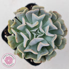 Echeveria Pinwheel Revolution