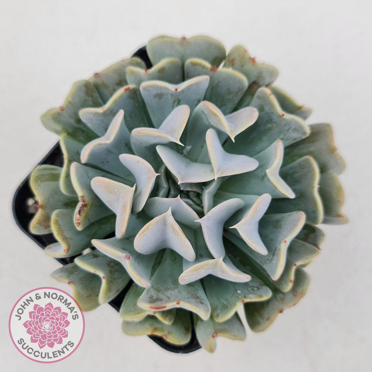 Echeveria Pinwheel Revolution