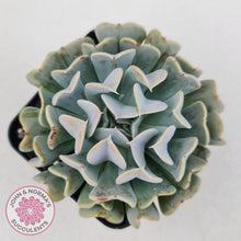 Load image into Gallery viewer, Echeveria Pinwheel Revolution - John &amp; Norma&#39;s Succulents
