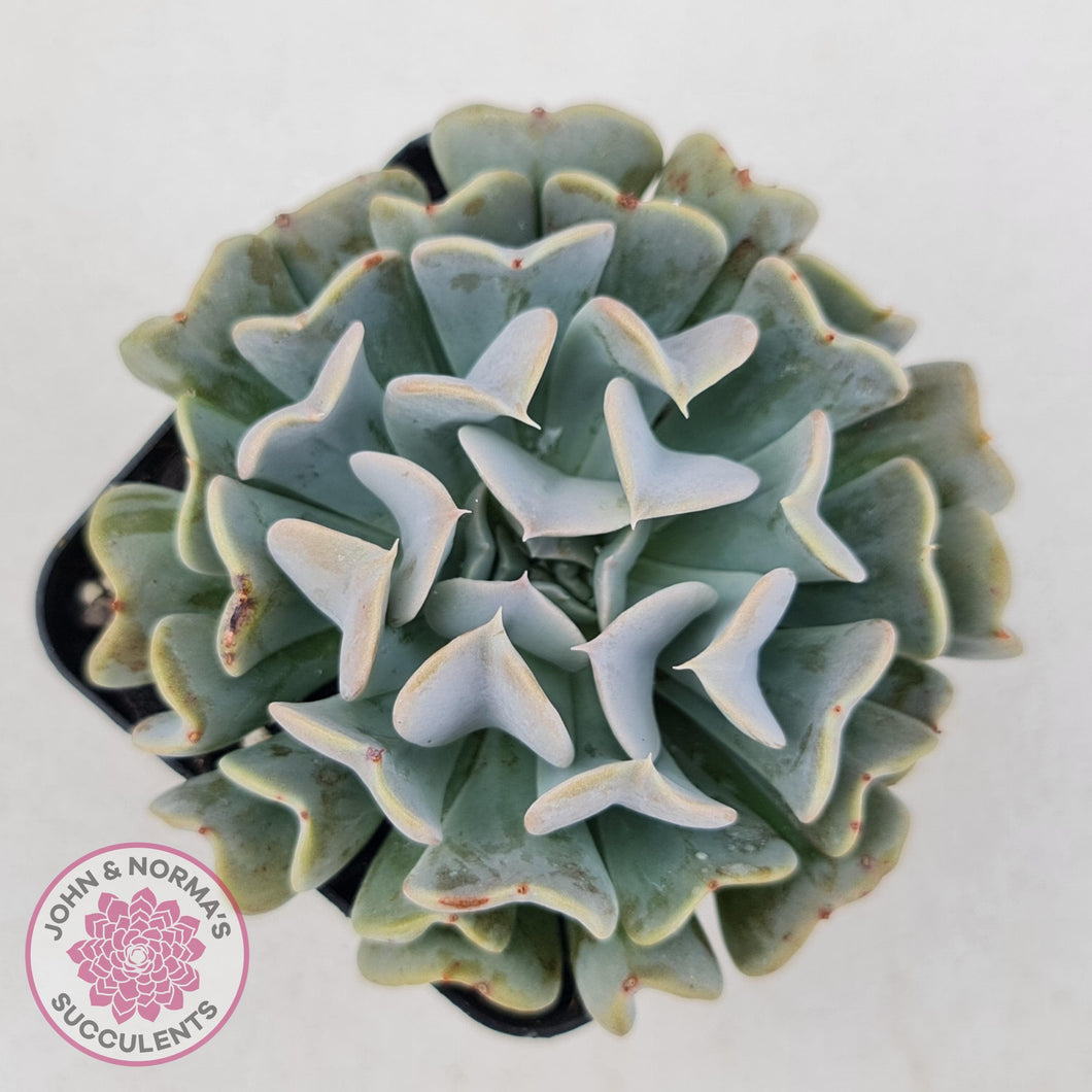 Echeveria Pinwheel Revolution - John & Norma's Succulents