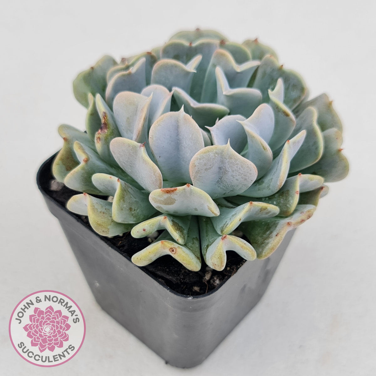 Echeveria Pinwheel Revolution