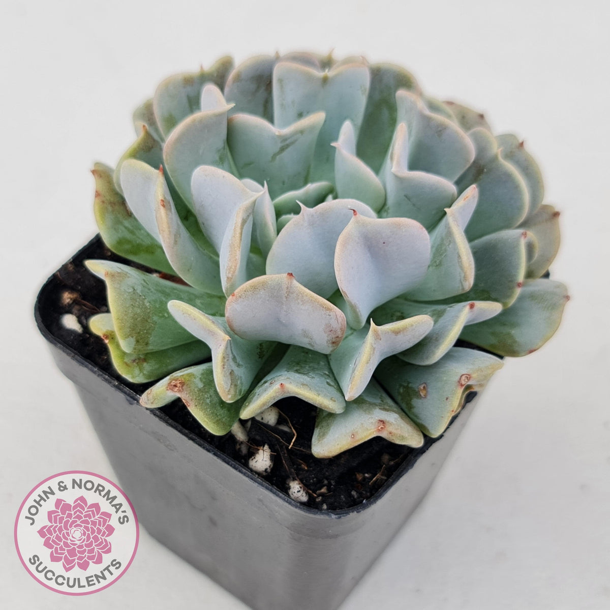 Echeveria Pinwheel Revolution