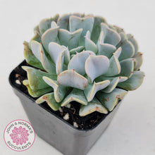 Load image into Gallery viewer, Echeveria Pinwheel Revolution - John &amp; Norma&#39;s Succulents
