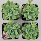 Echeveria Powdered Sugar