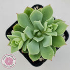 Echeveria Powdered Sugar