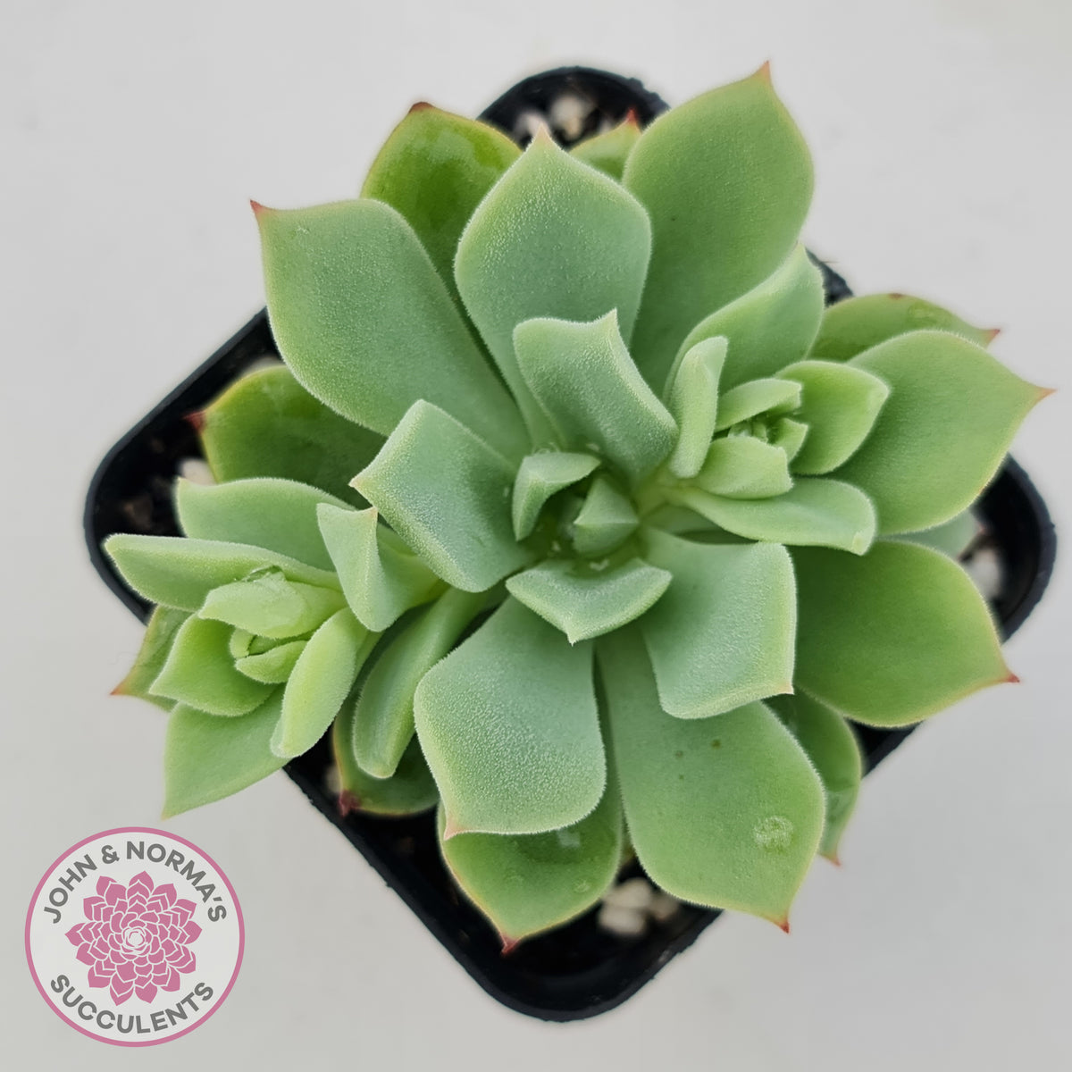 Echeveria Powdered Sugar