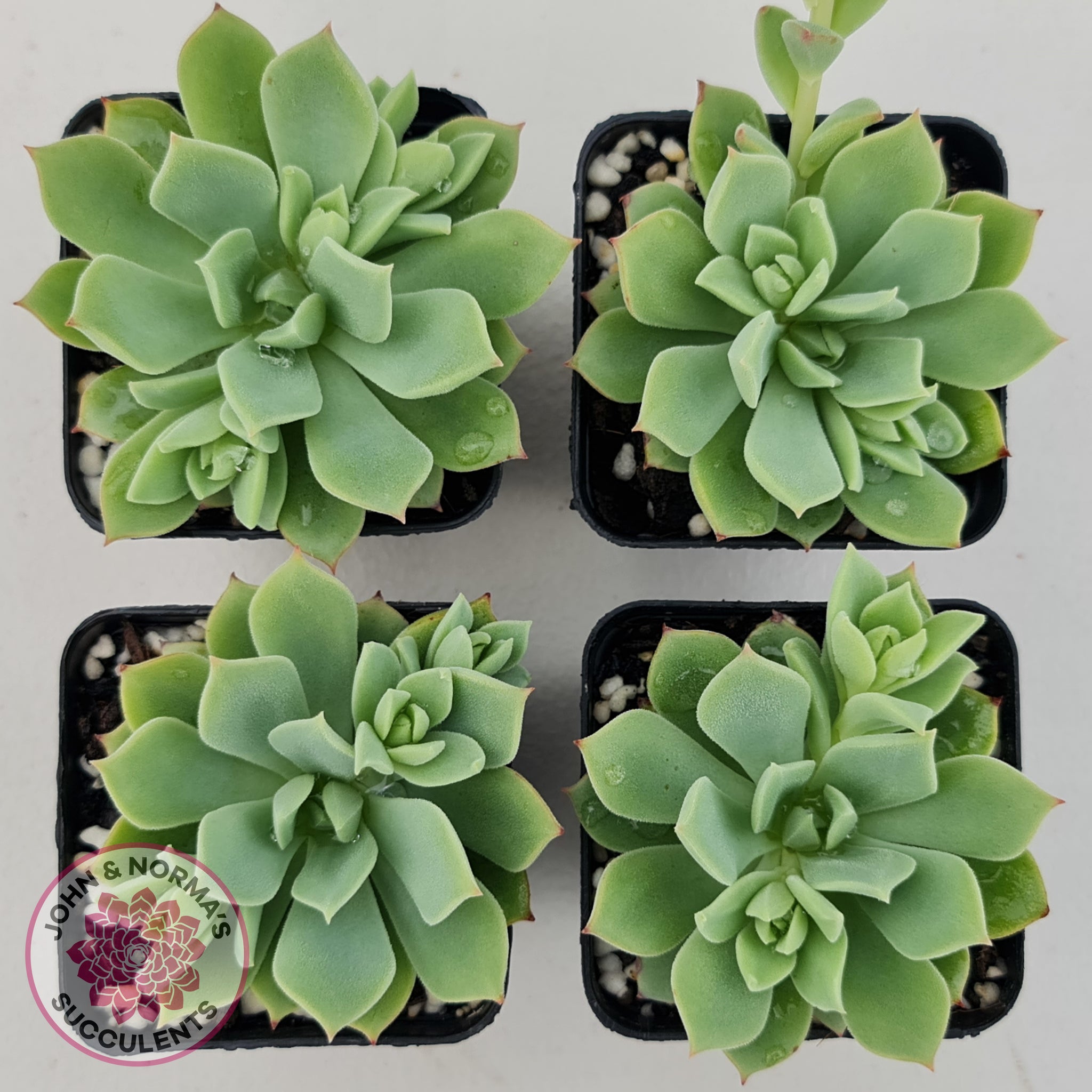 Buy Echeveria Powdered Sugar Australia