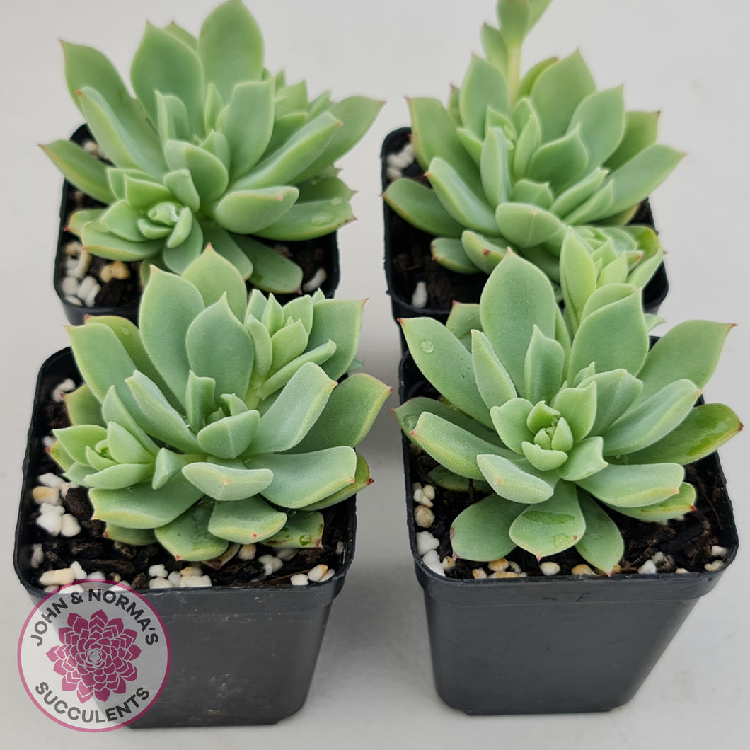 succulent sugar Buy Echeveria Powdered Sugar Australia