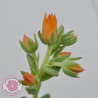 Echeveria Powdered Sugar