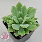 Echeveria Powdered Sugar