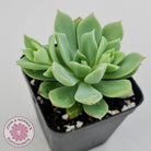 Echeveria Powdered Sugar