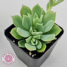Echeveria Powdered Sugar
