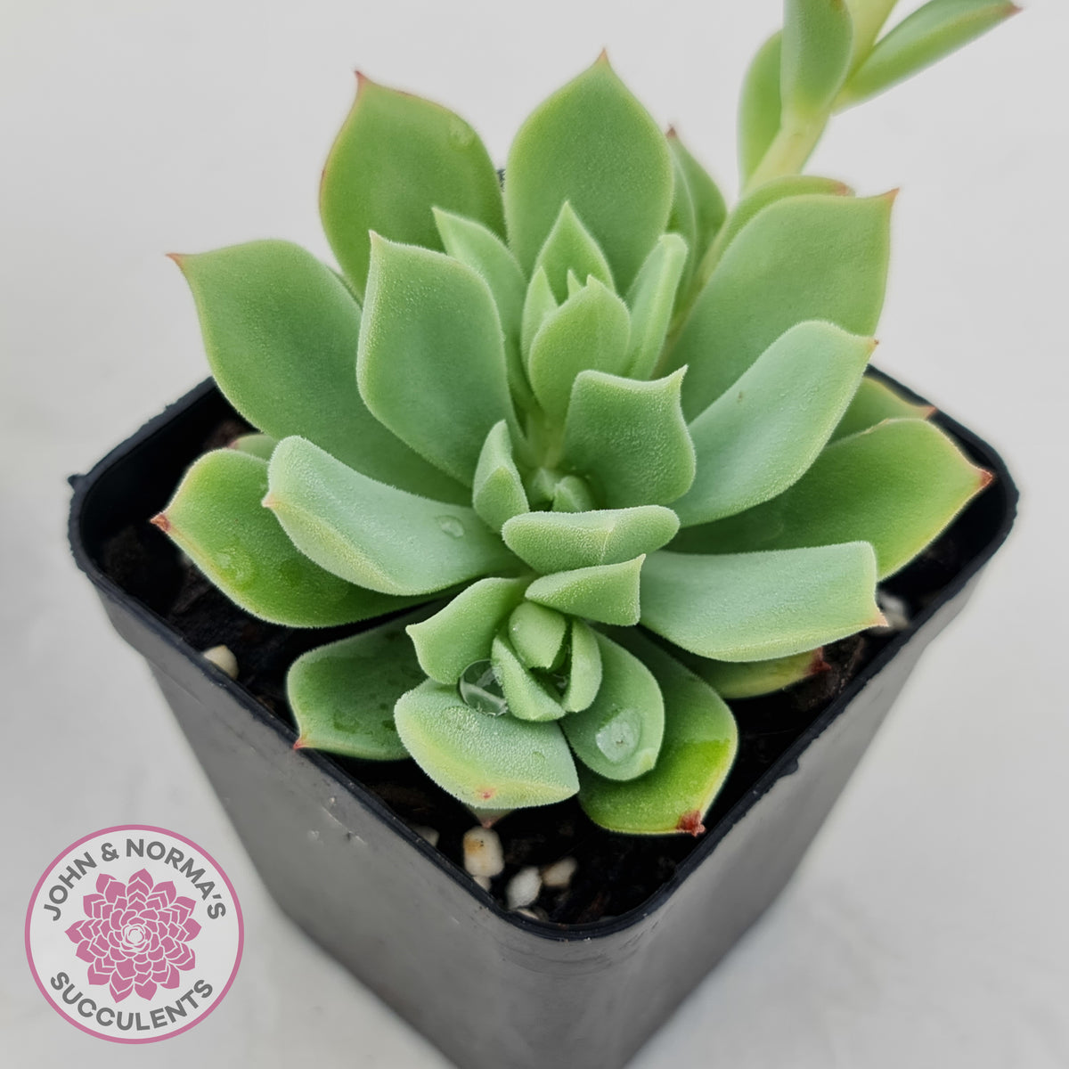 Echeveria Powdered Sugar