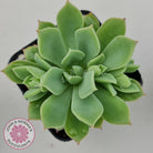 Echeveria Powdered Sugar