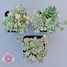 Echeveria prolifica variegata