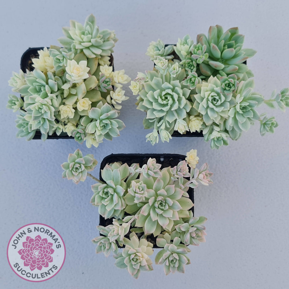 Echeveria prolifica variegata