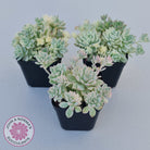Echeveria prolifica variegata