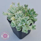 Echeveria prolifica variegata