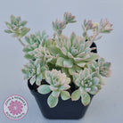 Echeveria prolifica variegata