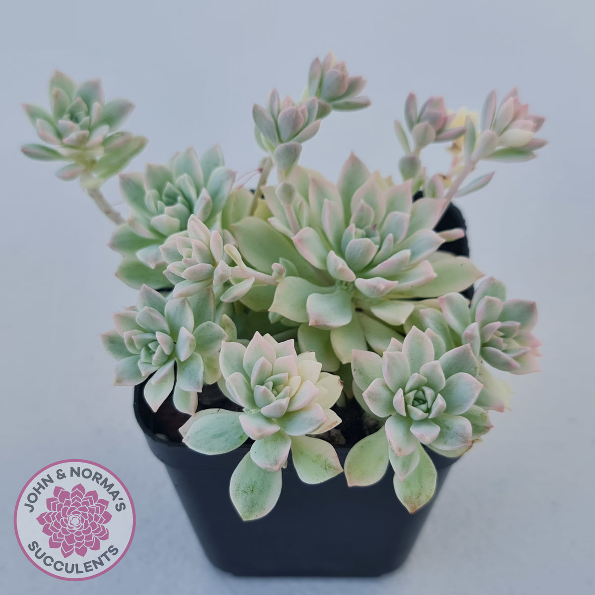 Echeveria prolifica variegata