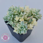 Echeveria prolifica variegata