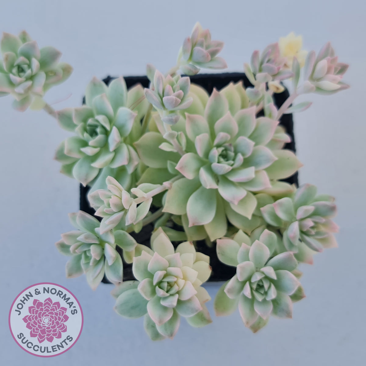 Echeveria prolifica variegata