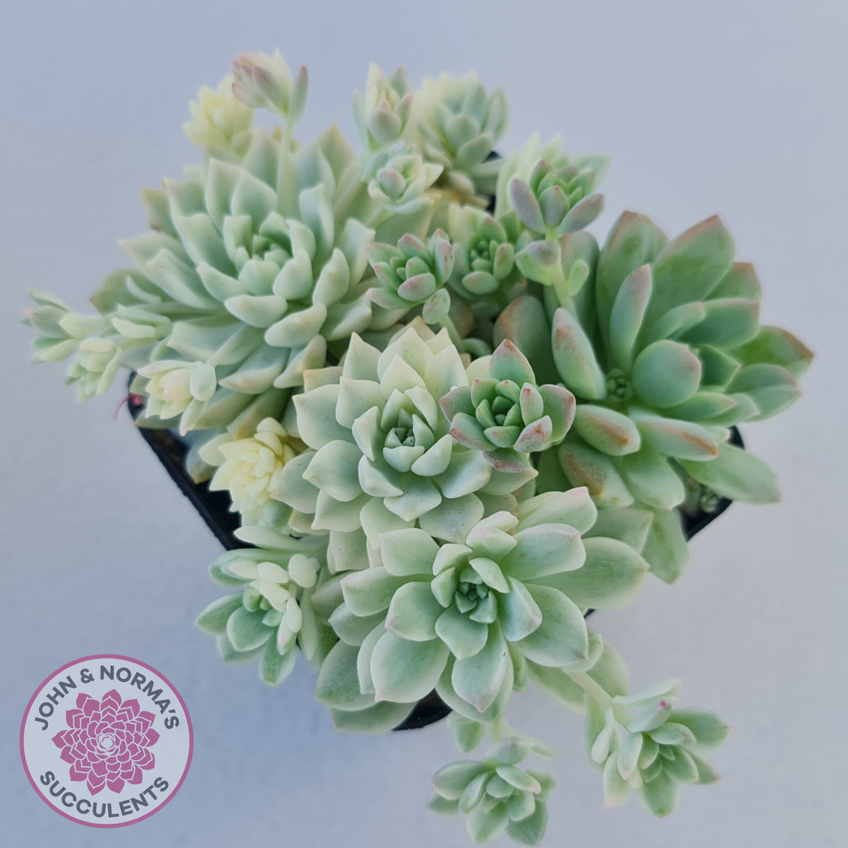 Echeveria prolifica variegata